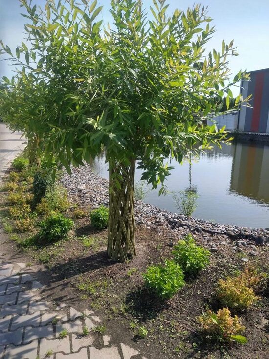 Pītie kārkli(Latvijas Palmas)