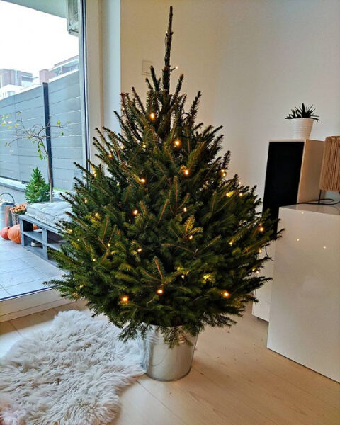 Ziemassvētku egles
