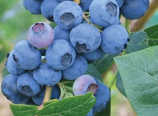 Krūmmellene Earlyblue(C2)