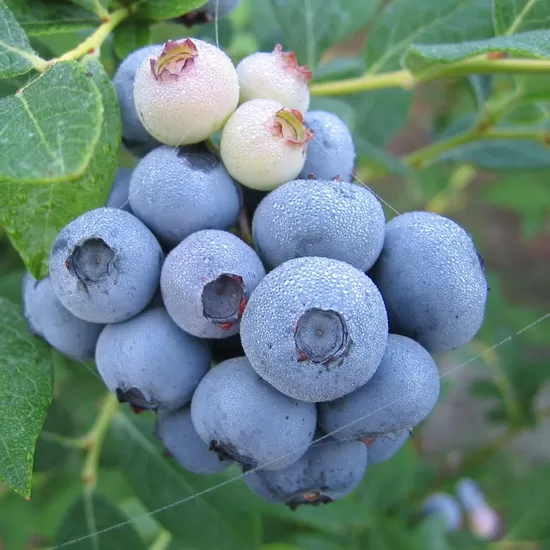 Krūmmellene Elizabeth(C2)