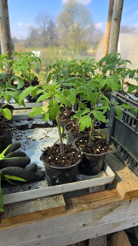 Tomātu šķirne ‘Gennaro’