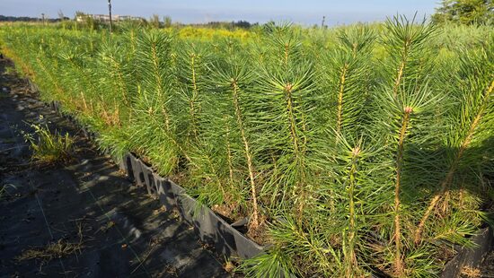 Parastā priede (Pinus sylvestris)  20-40cm C1