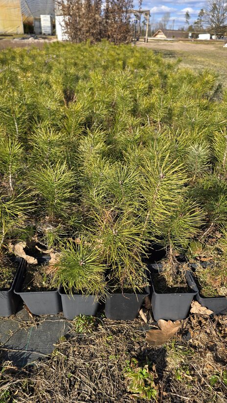 Parastā priede (Pinus sylvestris)  20-40cm C1