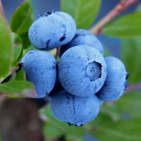 Krūmmellene Eliot(C2)