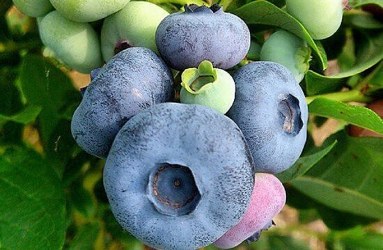 Krūmmellene Bonus(C2)