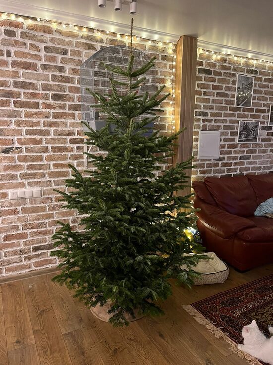 Latvijas Nordmann egle