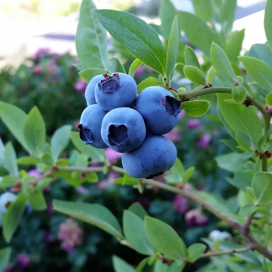 Krūmmellene Hardyblue P9