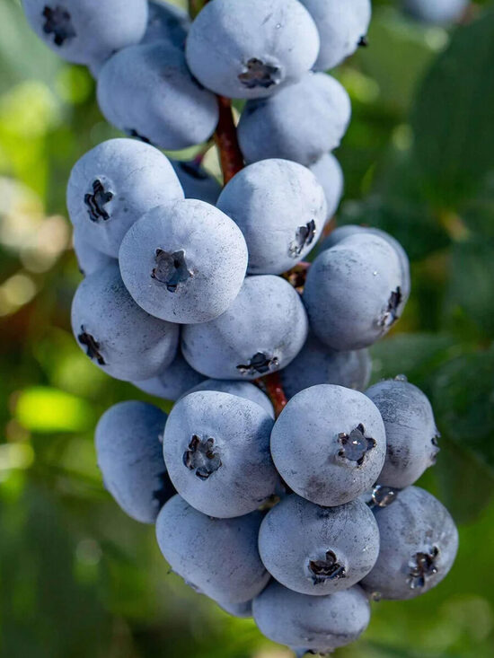 Krūmmellene Bluejay(C2)