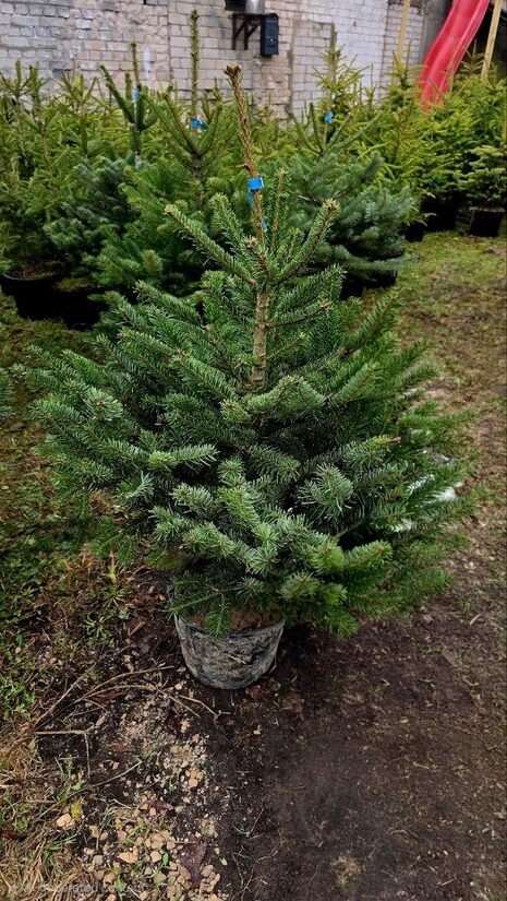 Nordmann egle audzēta podiņā ar saknēm 1.00-1.25m