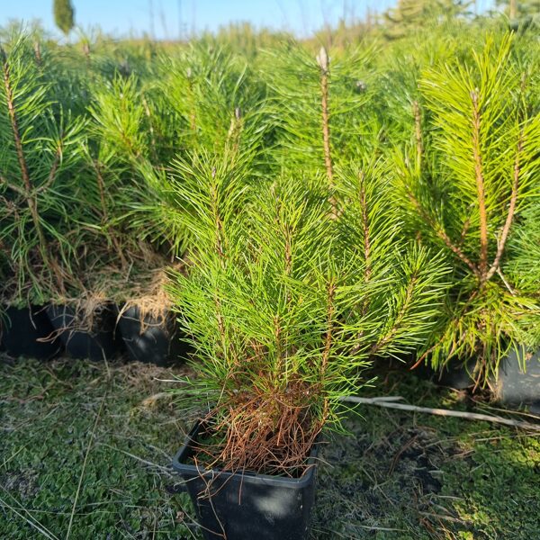 Kalnu priede (Pinus mugo) C1 30-40cm