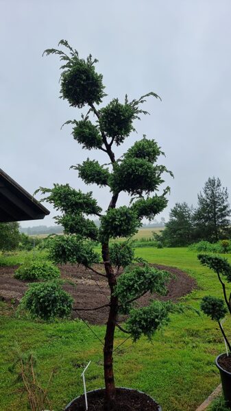 Juniperus chinensis ‘Blue Alps’ 220cm