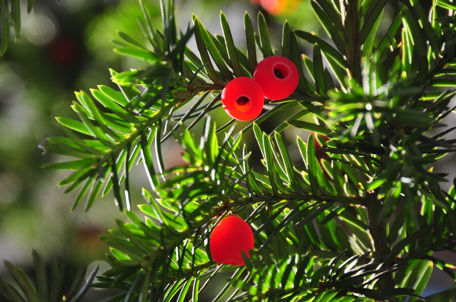 Taxus baccata – Parastā īve(60-80cm kailsaknis)