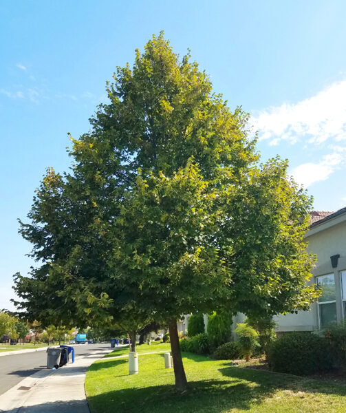 Tilia cordata – Parastā liepa(120-175 kailsaknis)